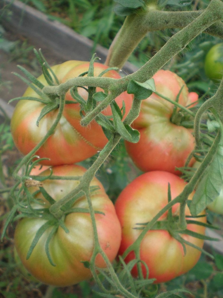 Хороший вопрос: Какие ядовитые растения (возможно) растут в вашем саду