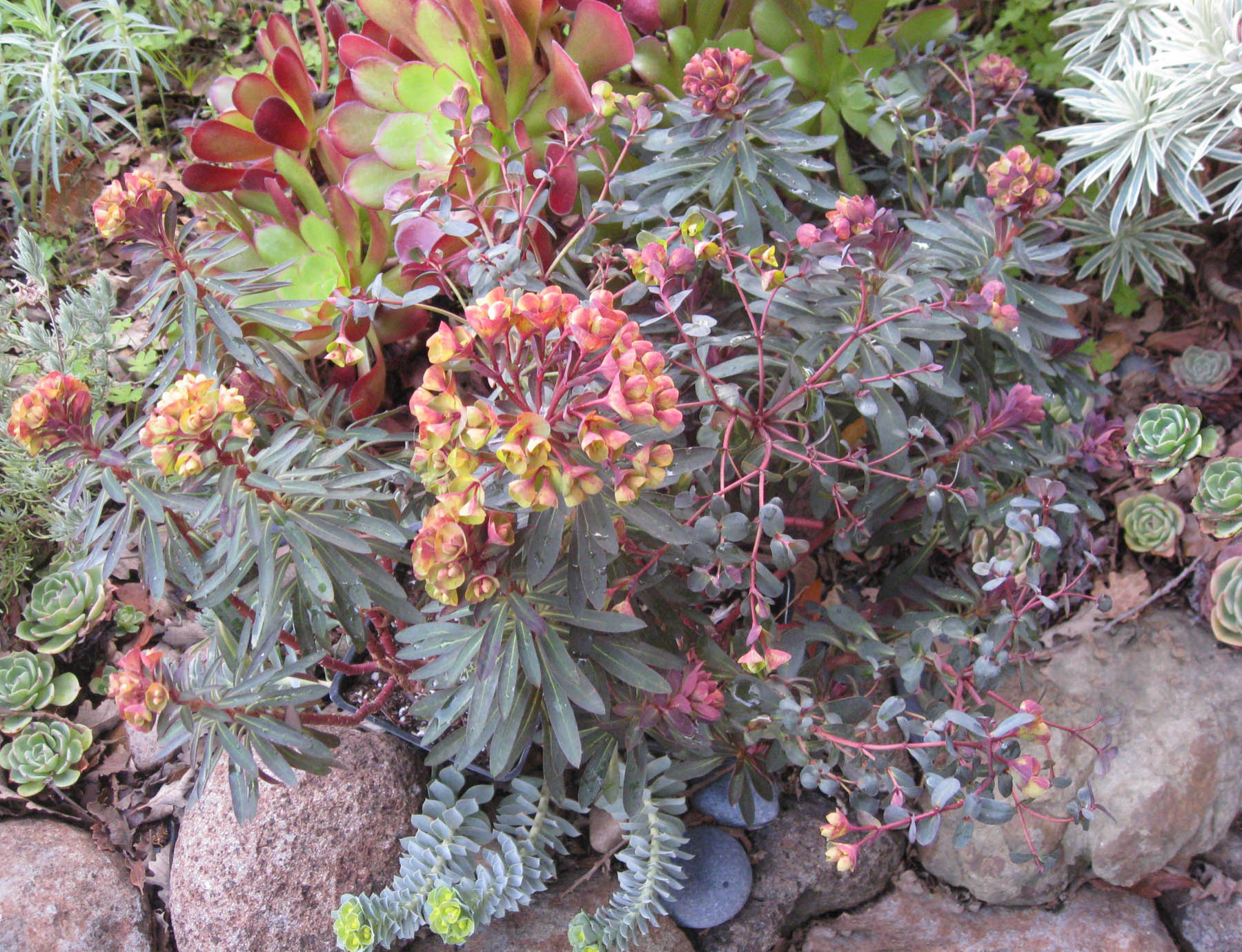 Хороший вопрос: Какие ядовитые растения (возможно) растут в вашем саду