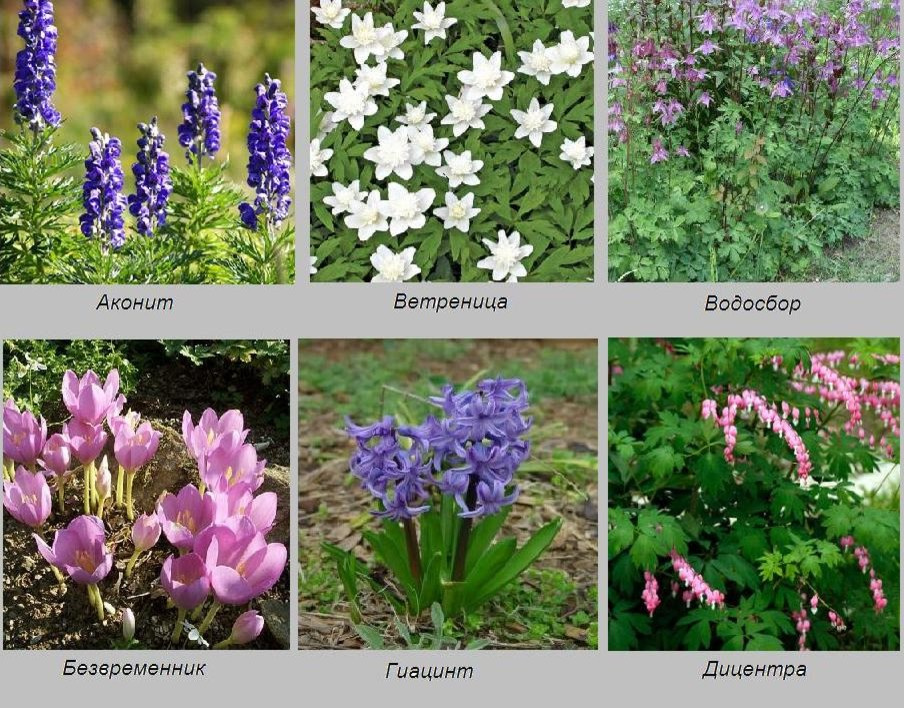 Хороший вопрос: Какие ядовитые растения (возможно) растут в вашем саду