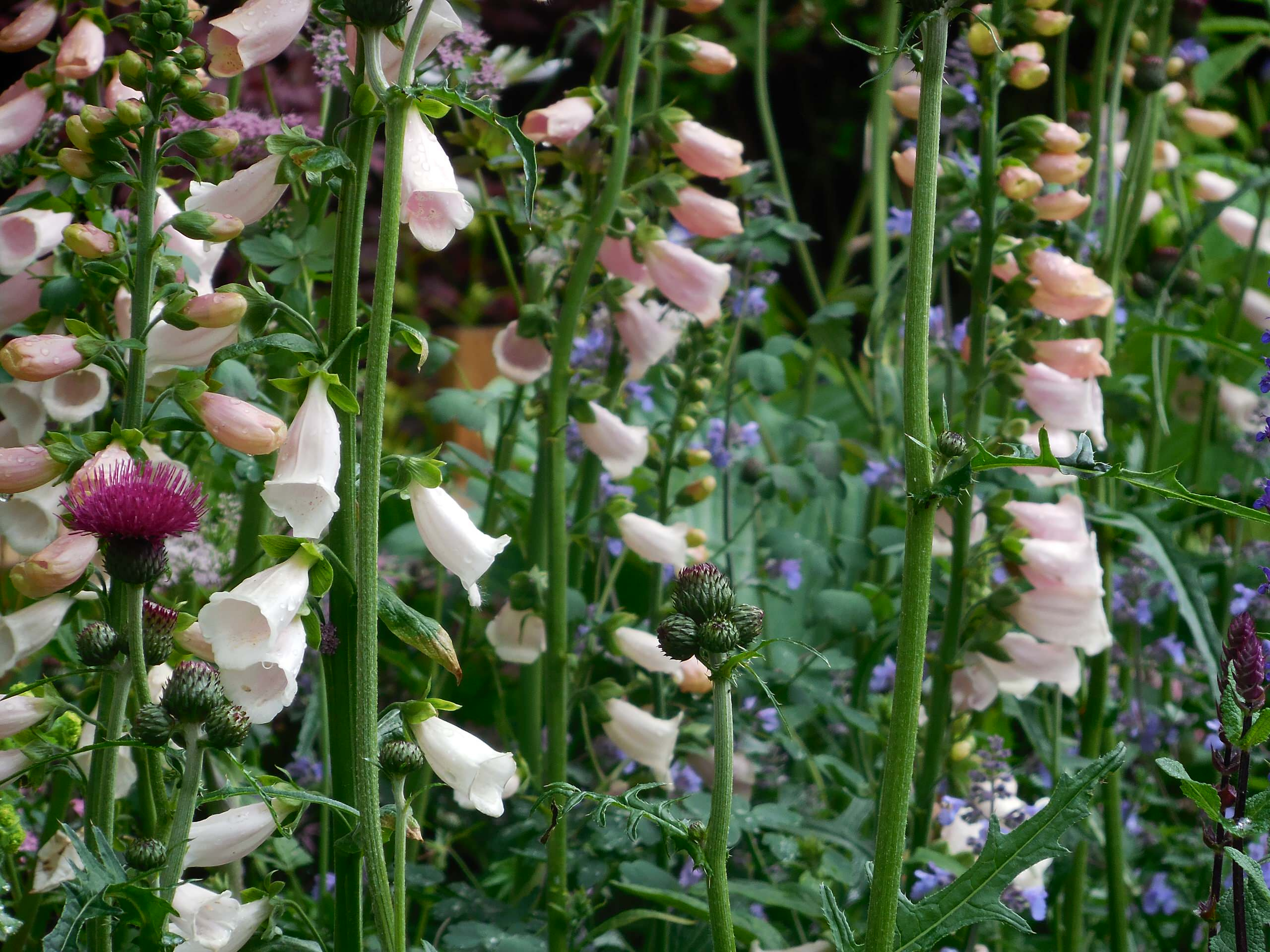 Хороший вопрос: Какие ядовитые растения (возможно) растут в вашем саду