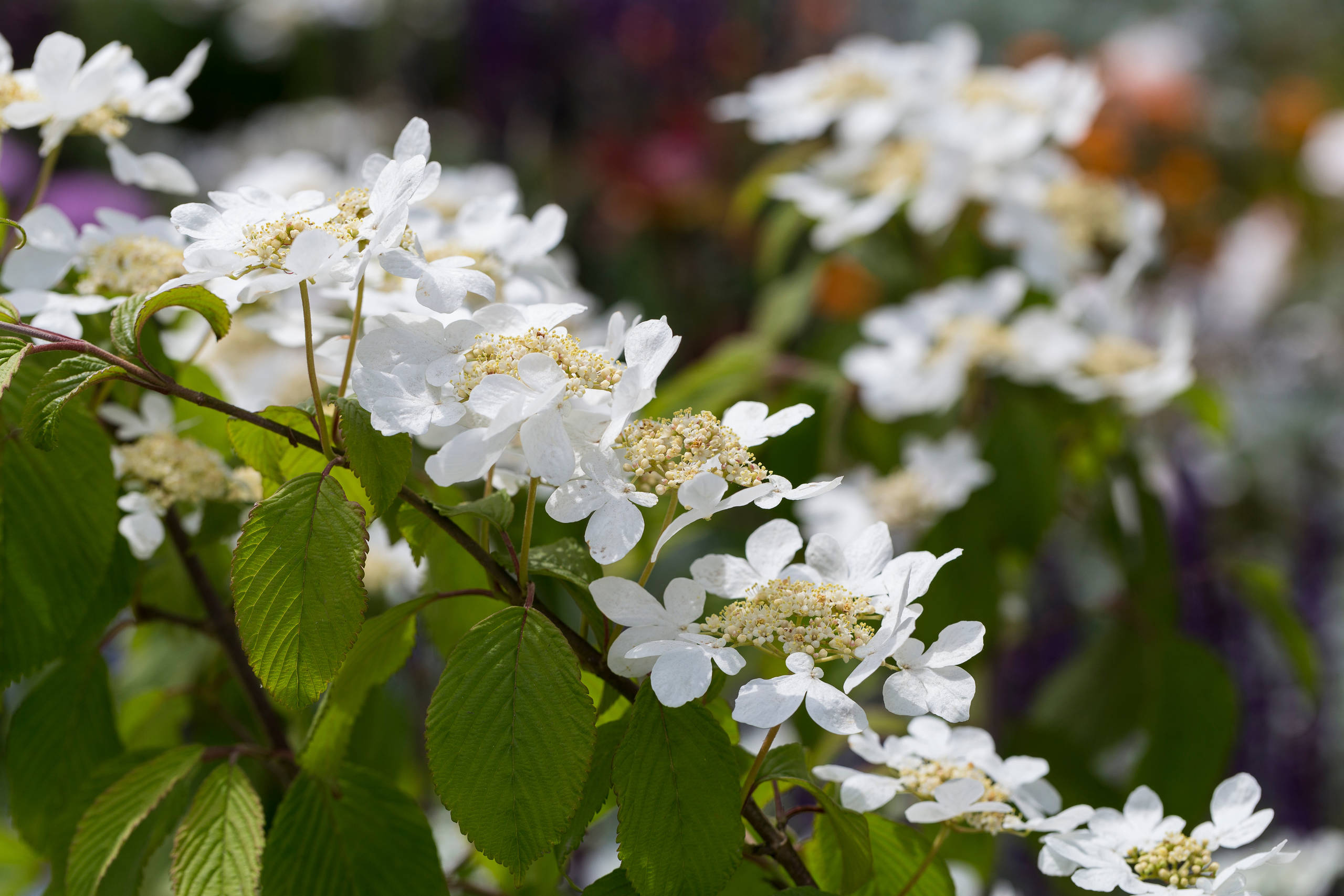 Выставка в Челси: Сад, прославляющий Йоркшир и его пейзажи