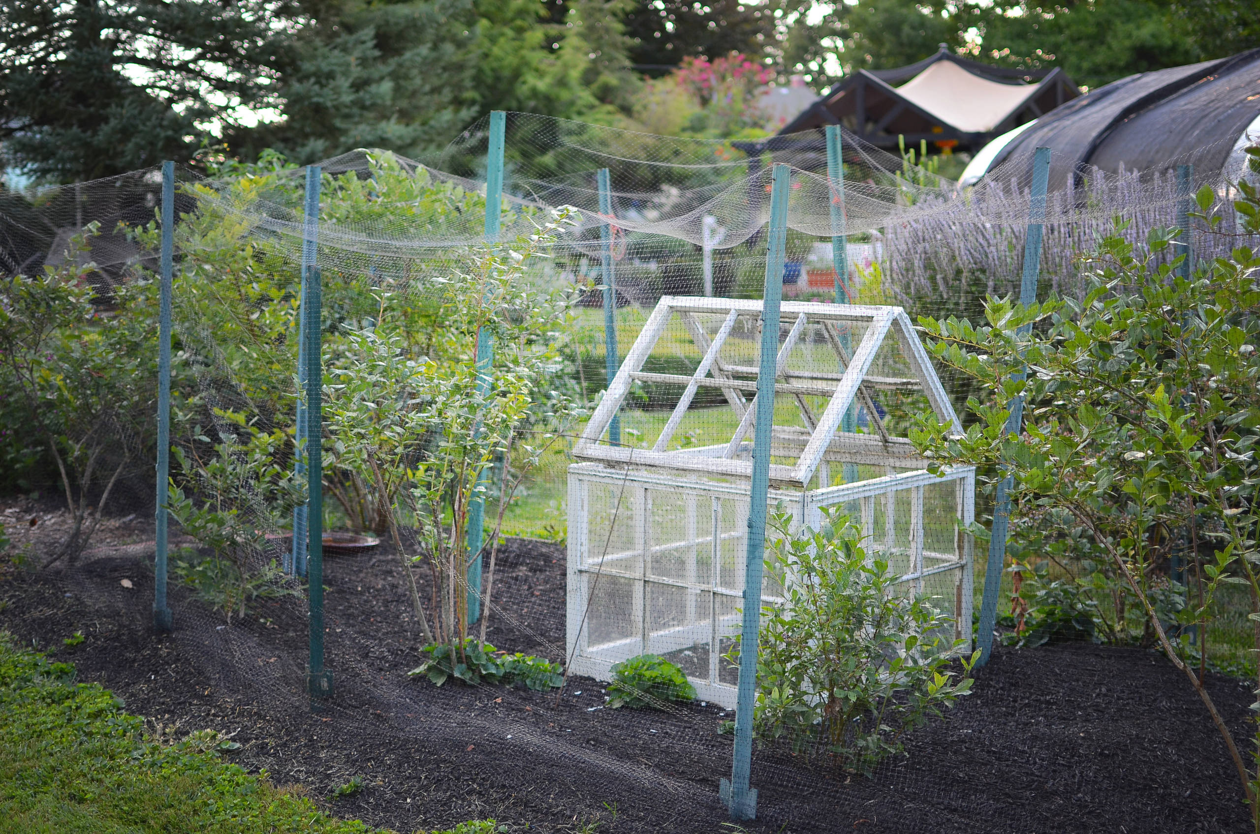 Houzz call: Садовые курьезы и веселые дачные воспоминания