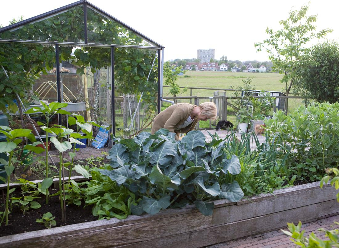 Houzz call: Садовые курьезы и веселые дачные воспоминания