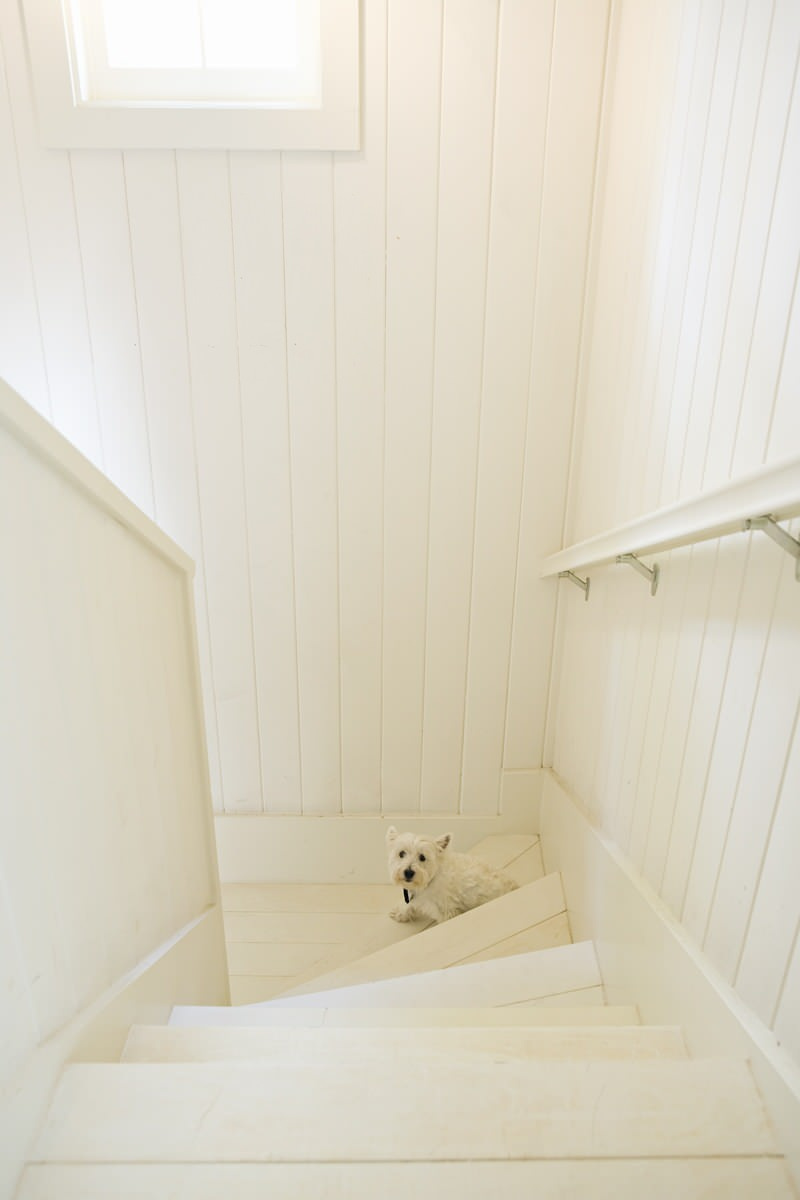 Из одного теста: Домашние животные и интерьеры