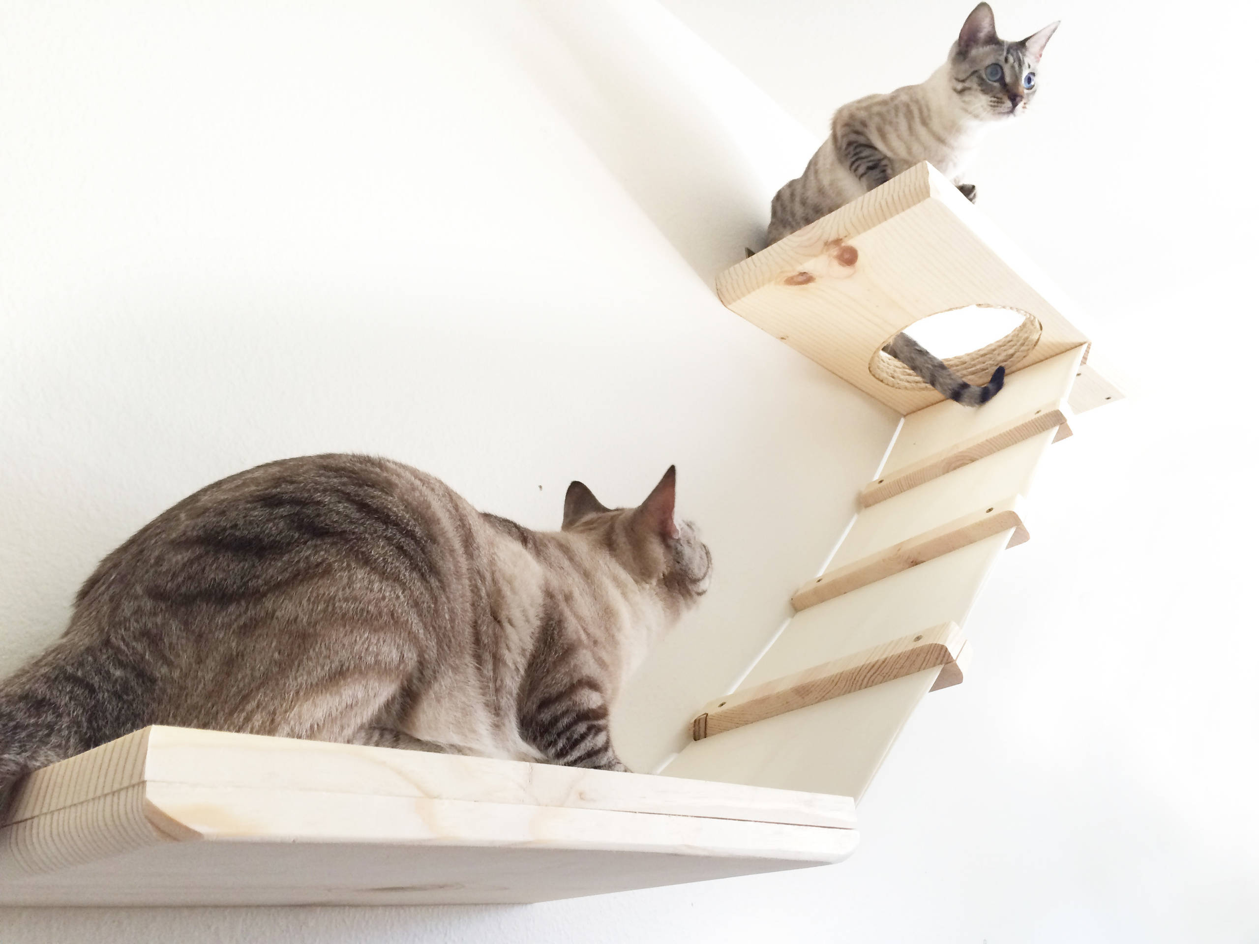 Повышаем котируемость: Простые способы улучшить дом, где есть кошка