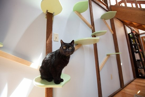 Повышаем котируемость: Простые способы улучшить дом, где есть кошка