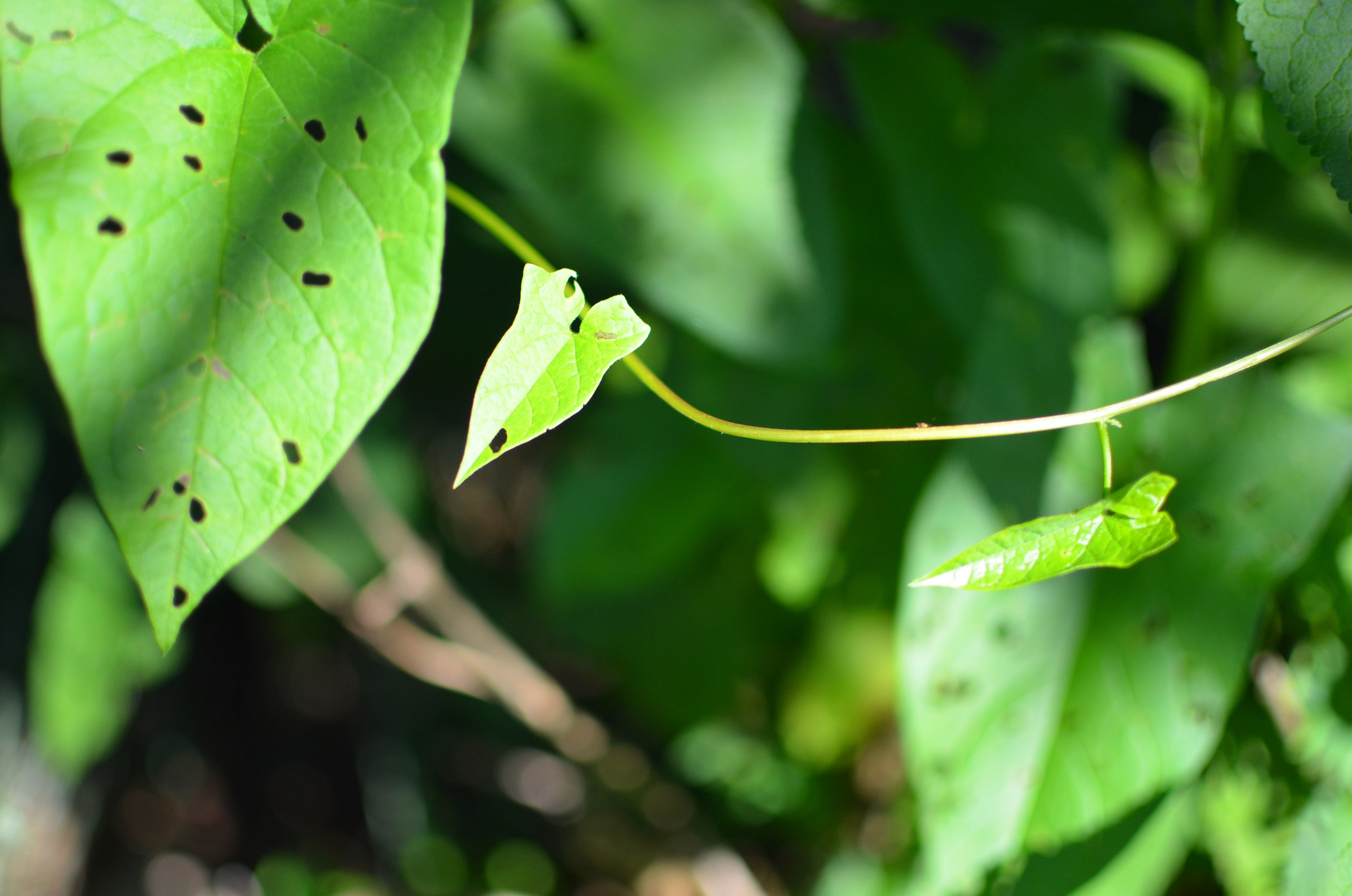 Как правильно: Помочь комнатным растениям пережить зиму