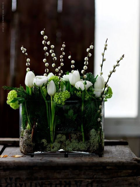 Растение месяца: Тюльпан на подоконнике к 8 Марта