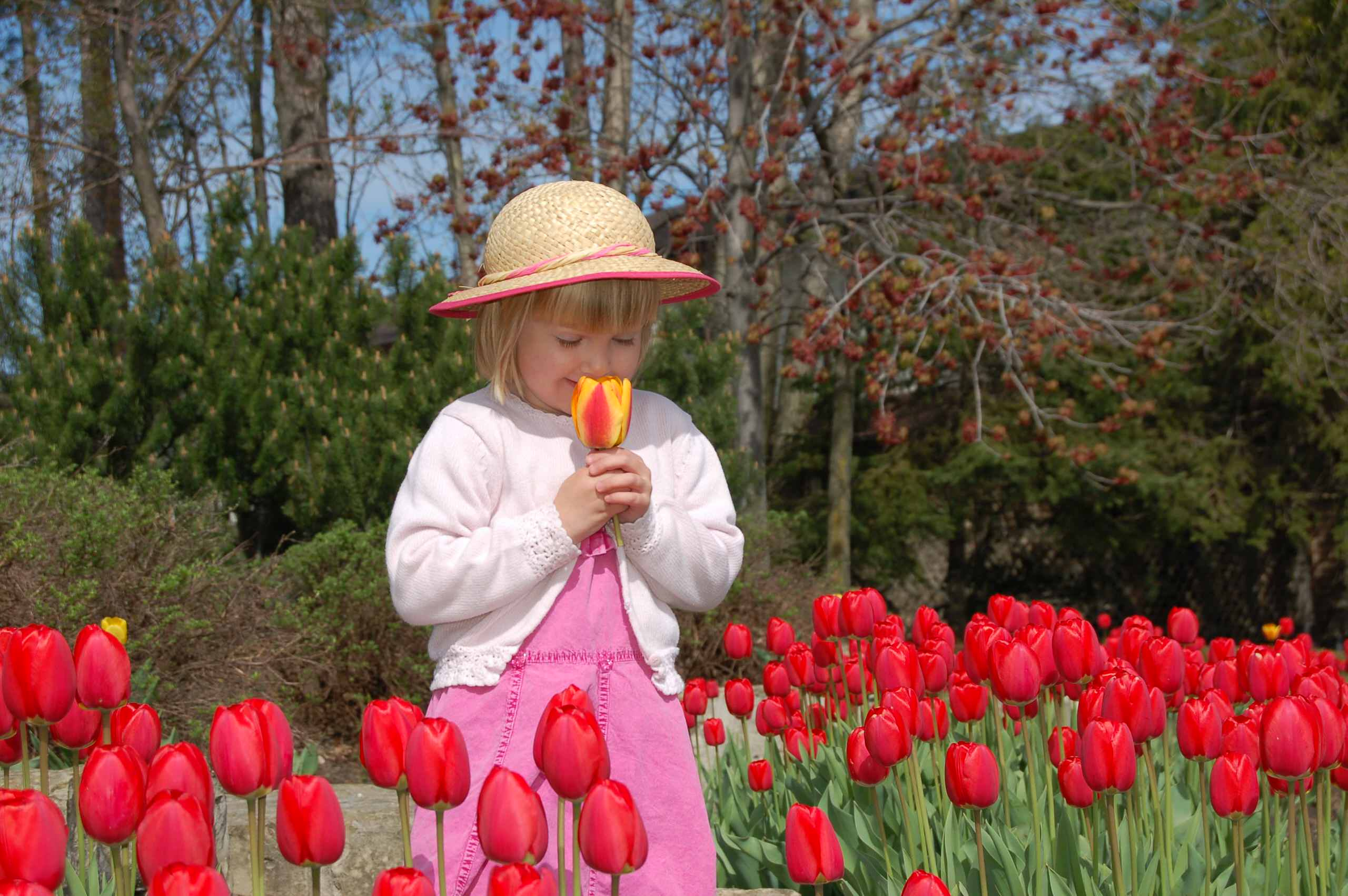 Растение месяца: Тюльпан на подоконнике к 8 Марта