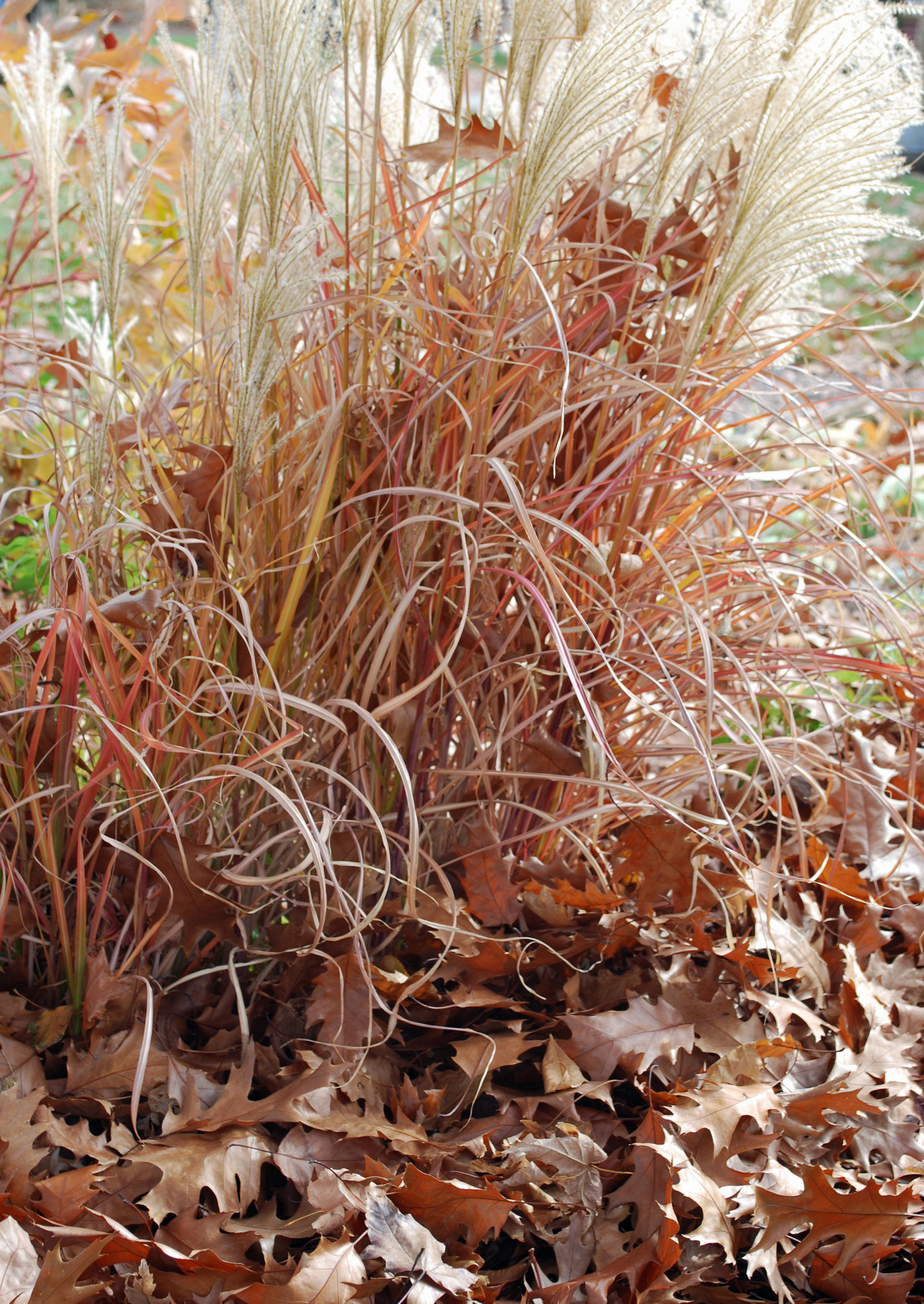 Календарь на ноябрь: Между осенью и зимой