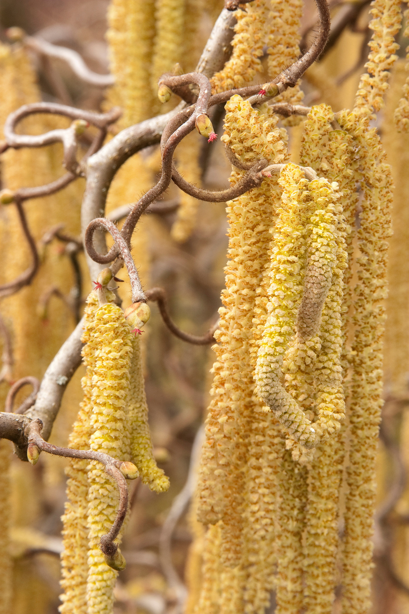 Неужели снова весна? 10 времен года в вашем саду