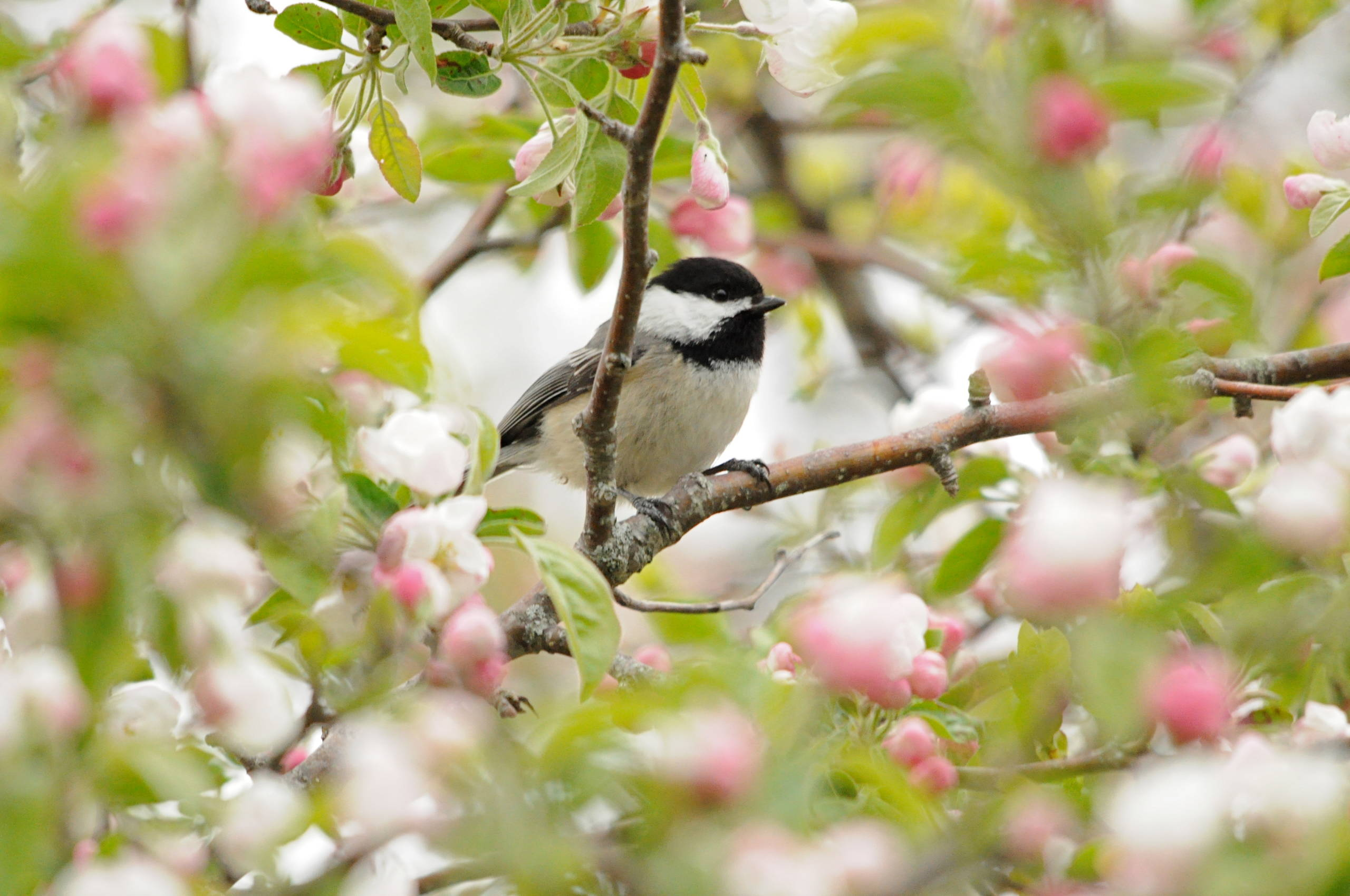 Неужели снова весна? 10 времен года в вашем саду