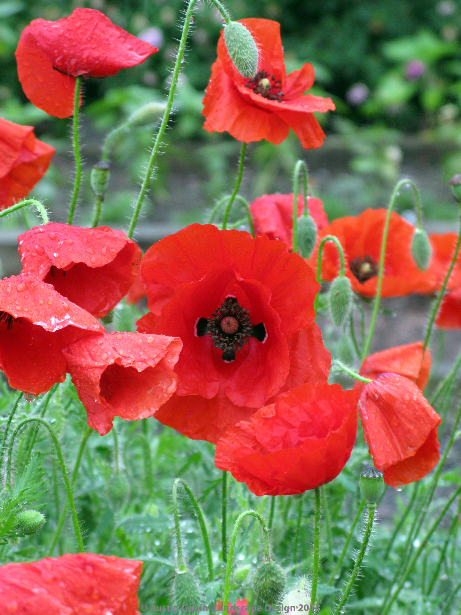 Неужели снова весна? 10 времен года в вашем саду