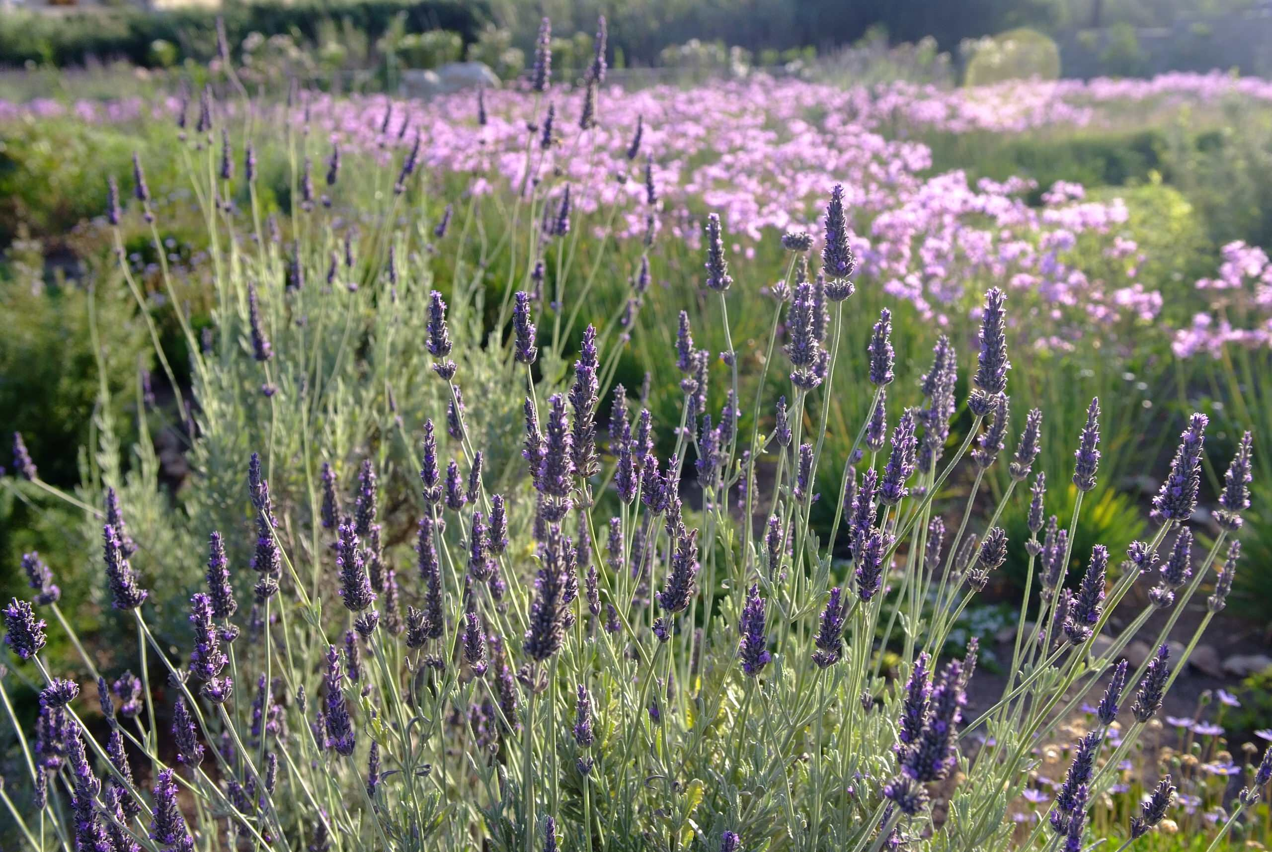 Неужели снова весна? 10 времен года в вашем саду
