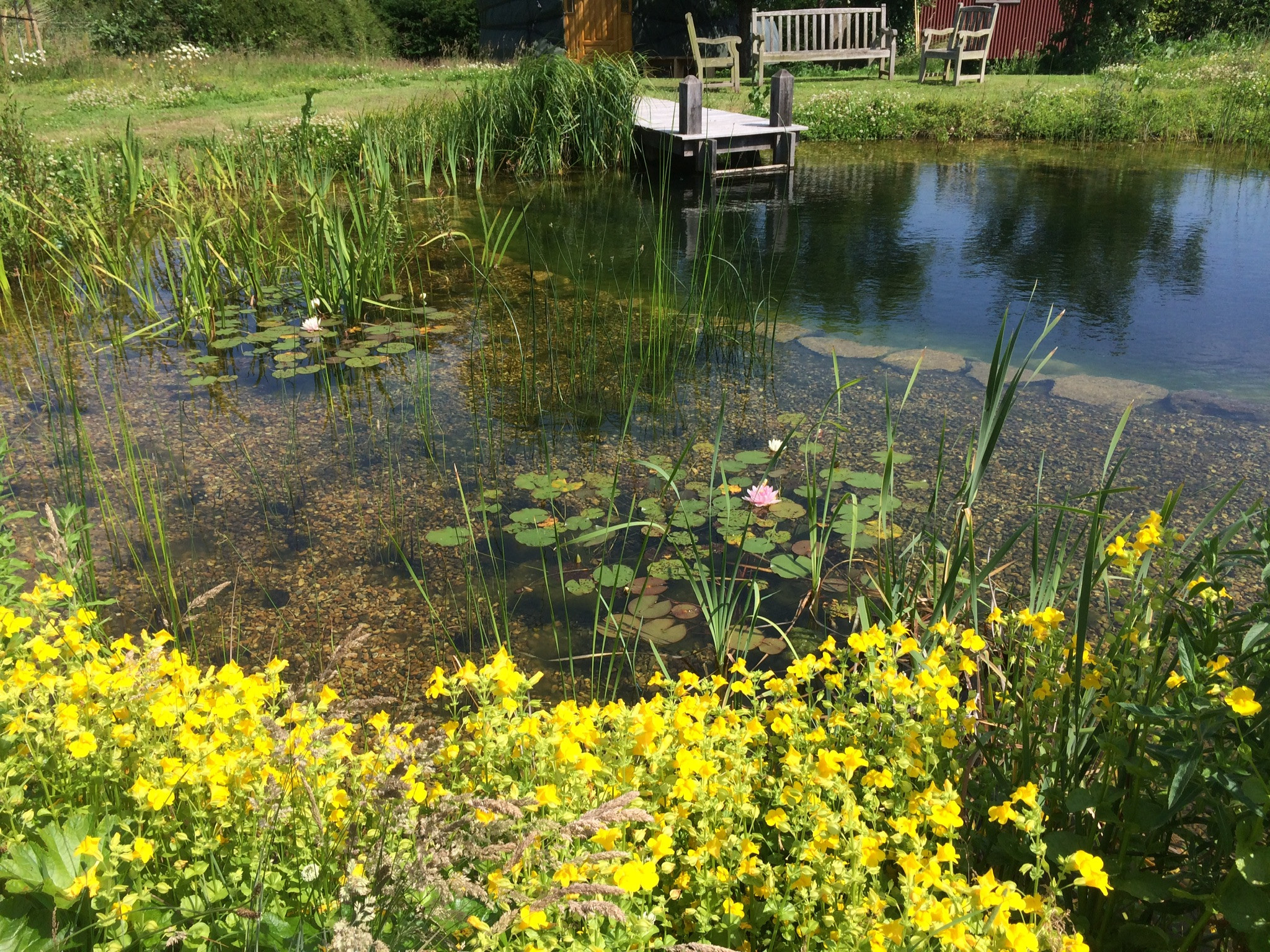 Фотоохота: 20 идей для природного бассейна [чистится растениями]