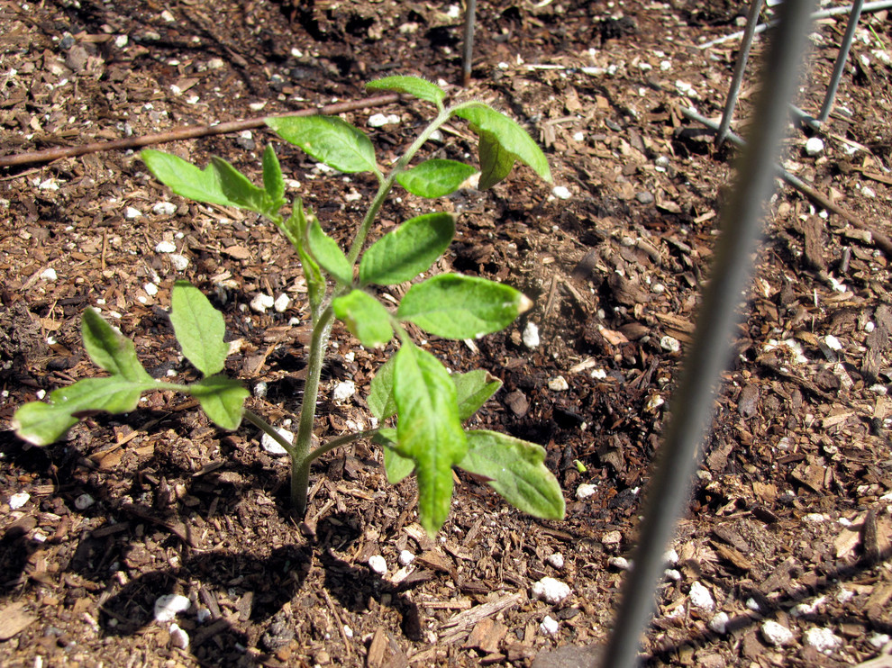 Земельный вопрос: Нужно ли покупать чернозем на участок