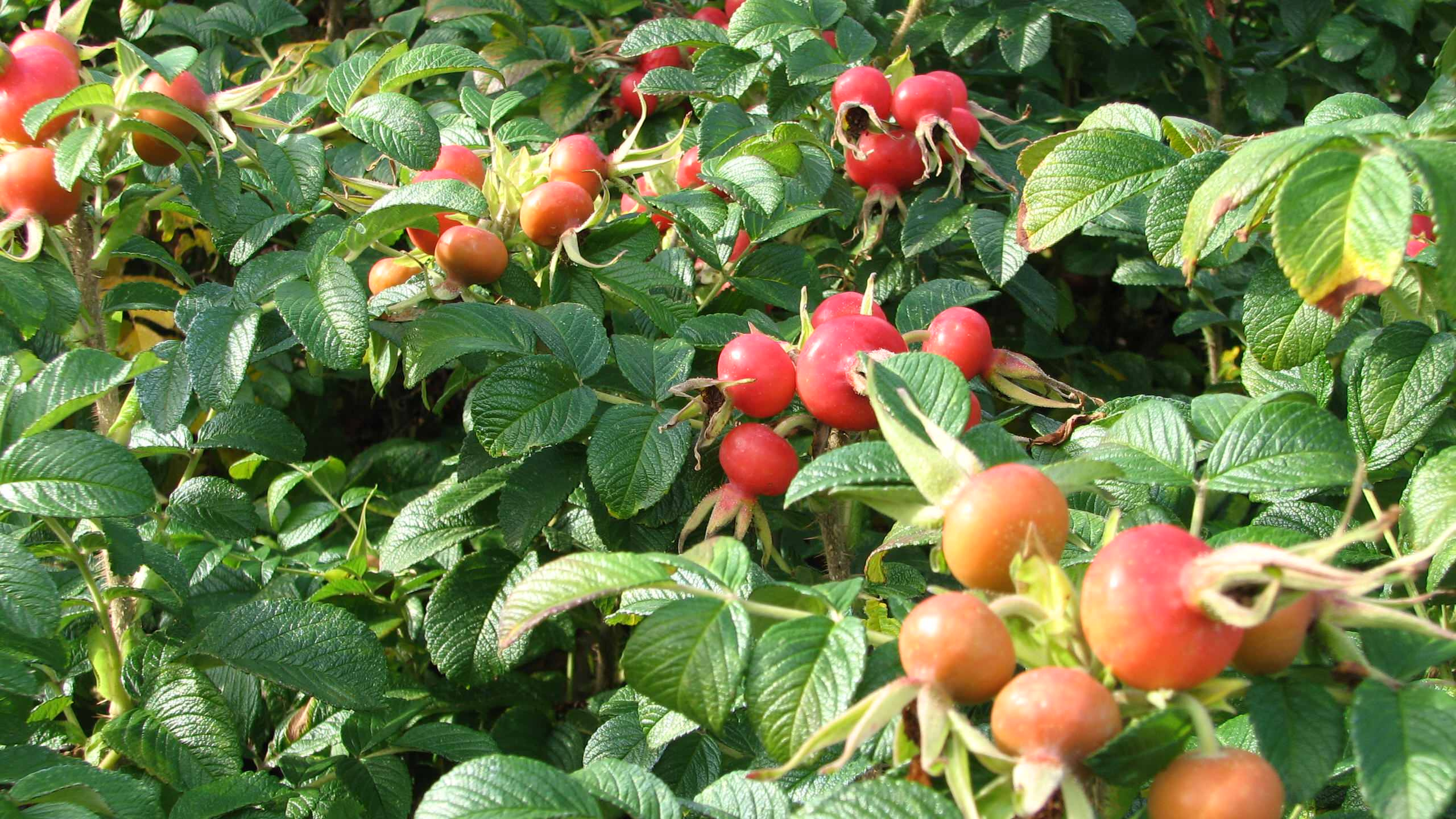 Дизайн-дебаты: О чем спорить с соседями, если ты садовод