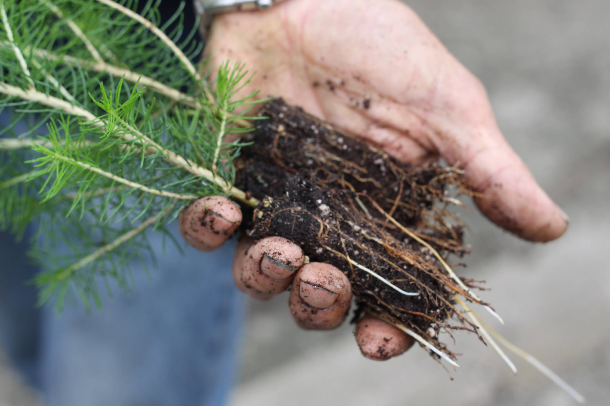 Как правильно: Посадить сад осенью