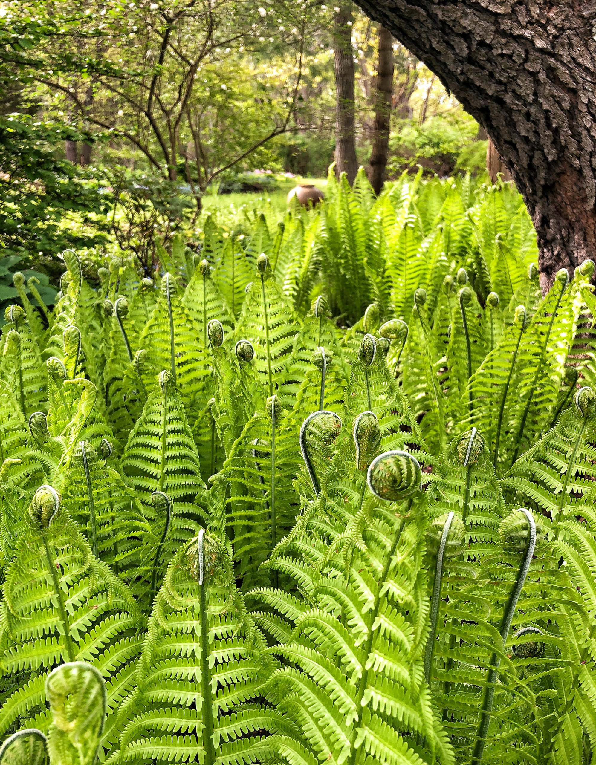 Houzz США: Сад, который который создавали 20 лет