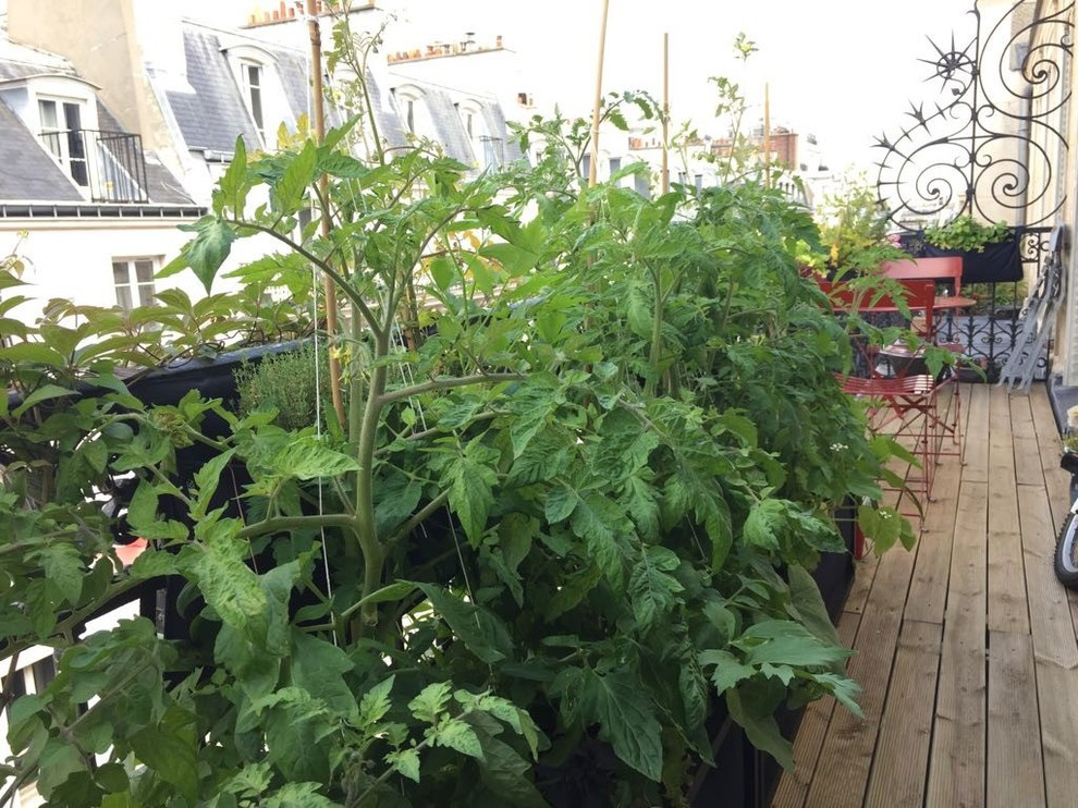 До и после: Балкон в Париже, где выращивают помидоры и мяту
