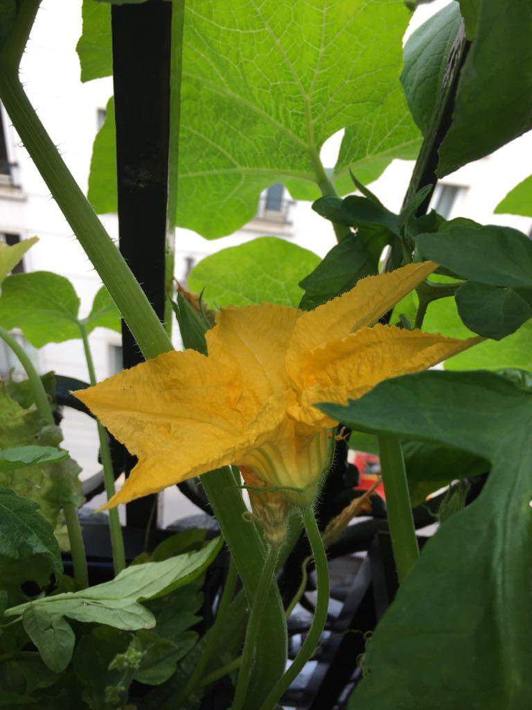 До и после: Балкон в Париже, где выращивают помидоры и мяту