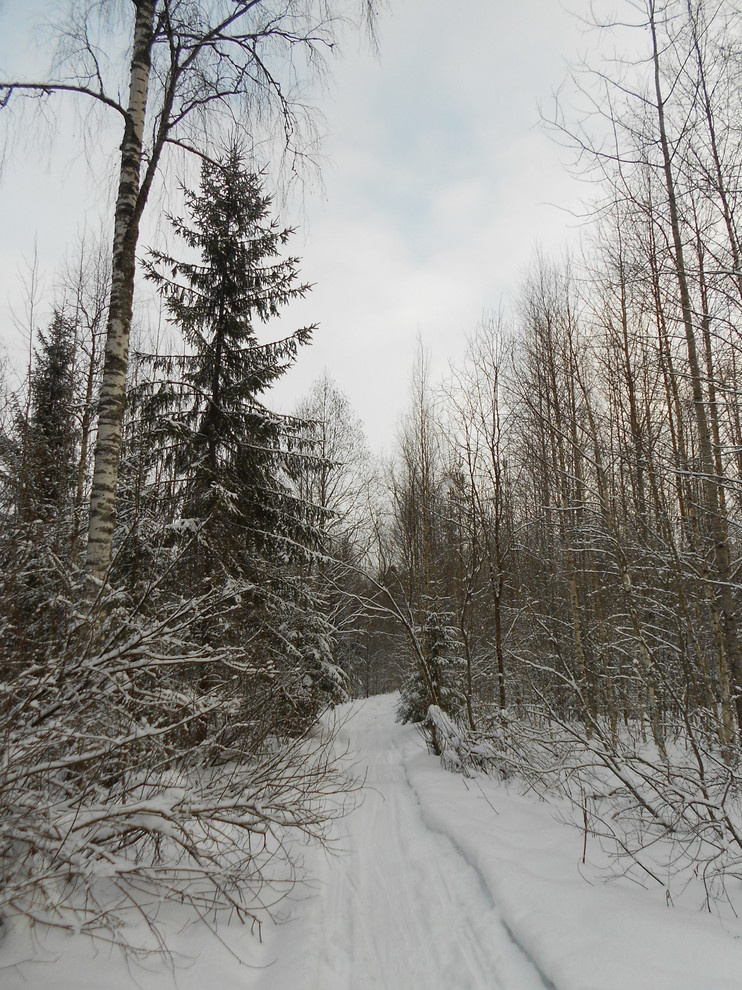 Садовый календарь на январь: Году начало, зиме — середина