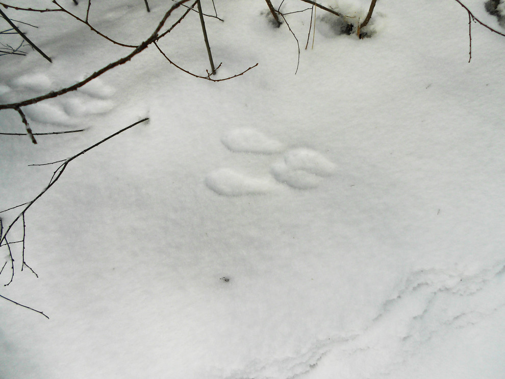 Садовый календарь на январь: Году начало, зиме — середина