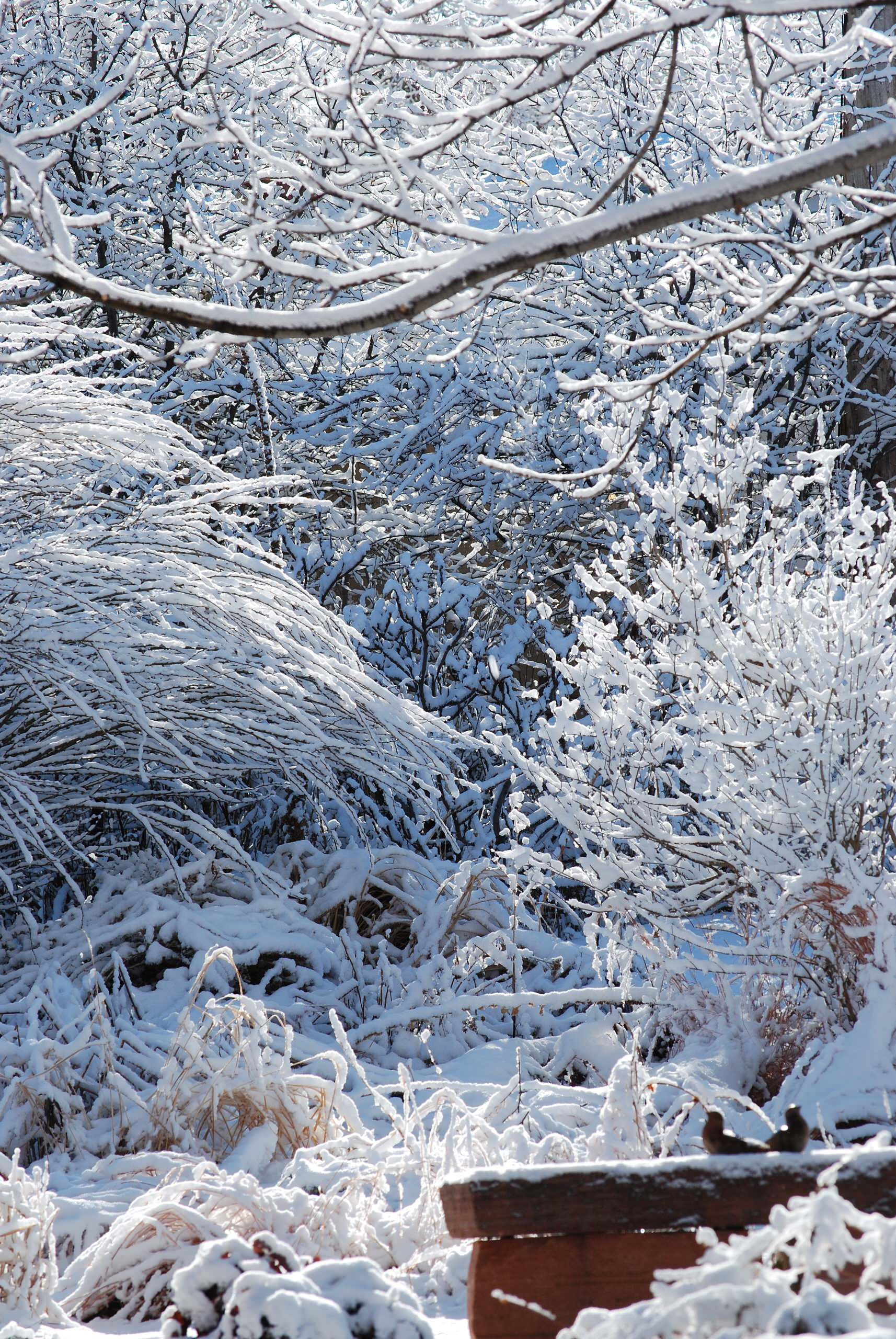 Садовый календарь на январь: Году начало, зиме — середина