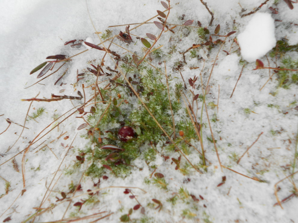 Садовый календарь на январь: Году начало, зиме — середина