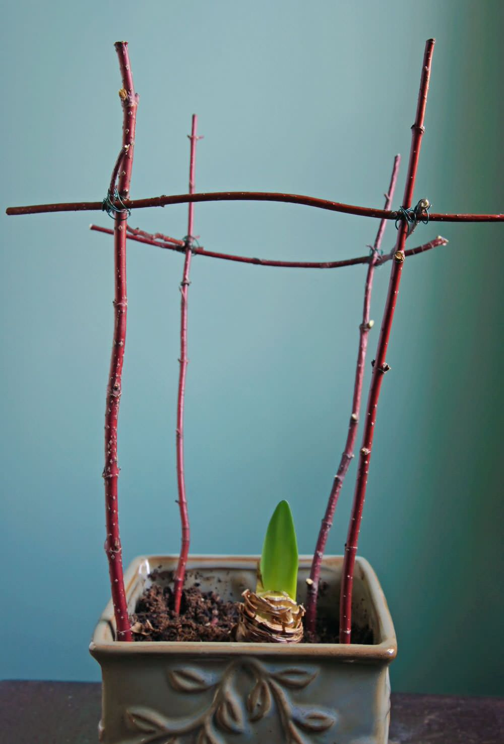 Садовый календарь на январь: Году начало, зиме — середина