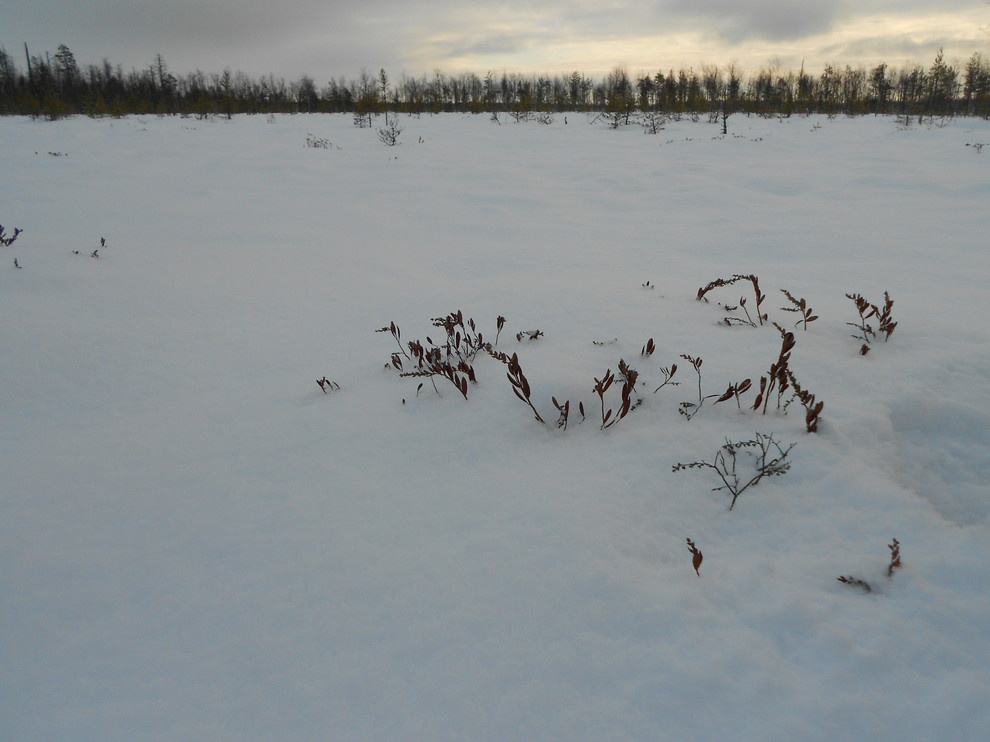Садовый календарь на январь: Году начало, зиме — середина