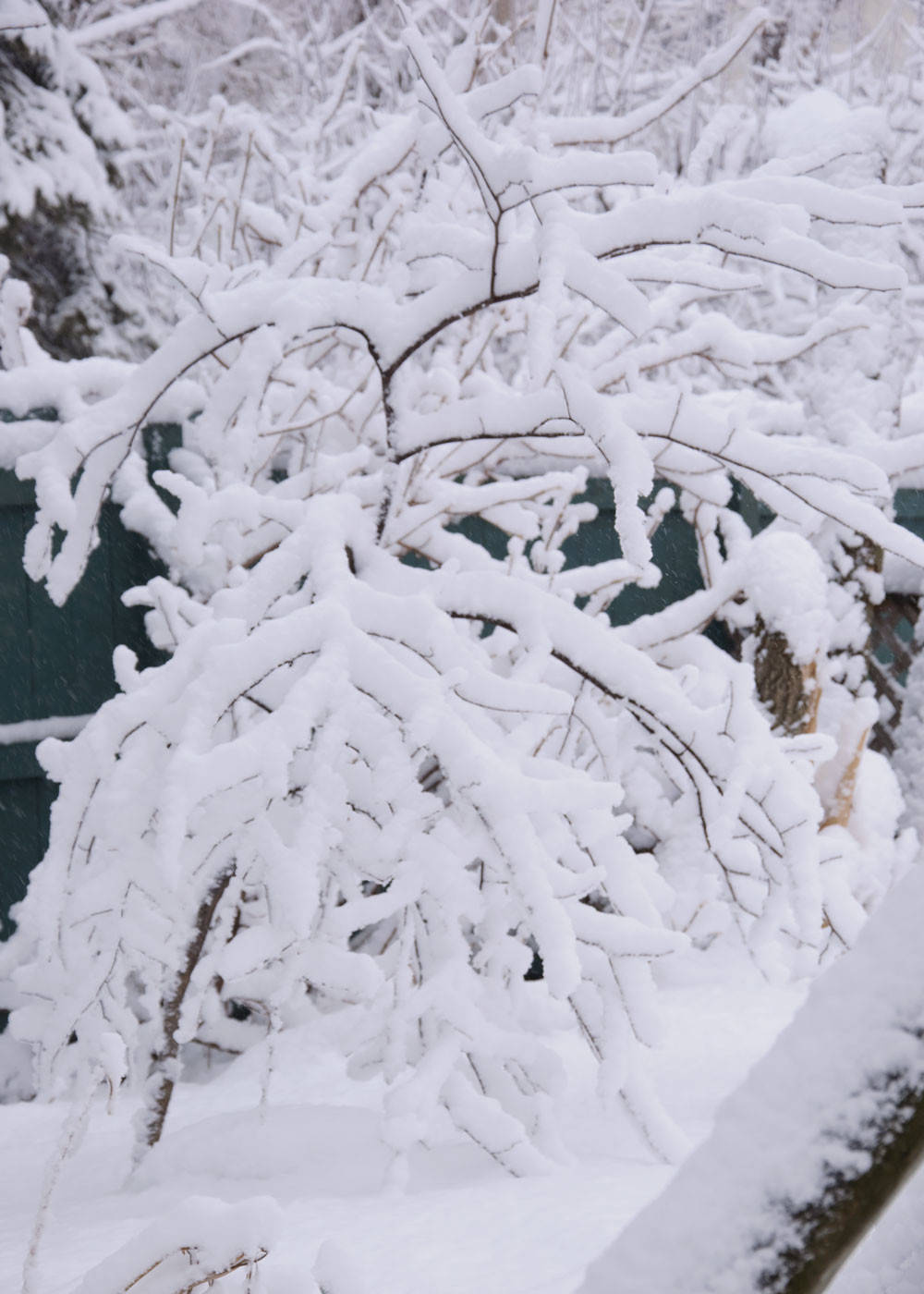 Садовый календарь на январь: Году начало, зиме — середина
