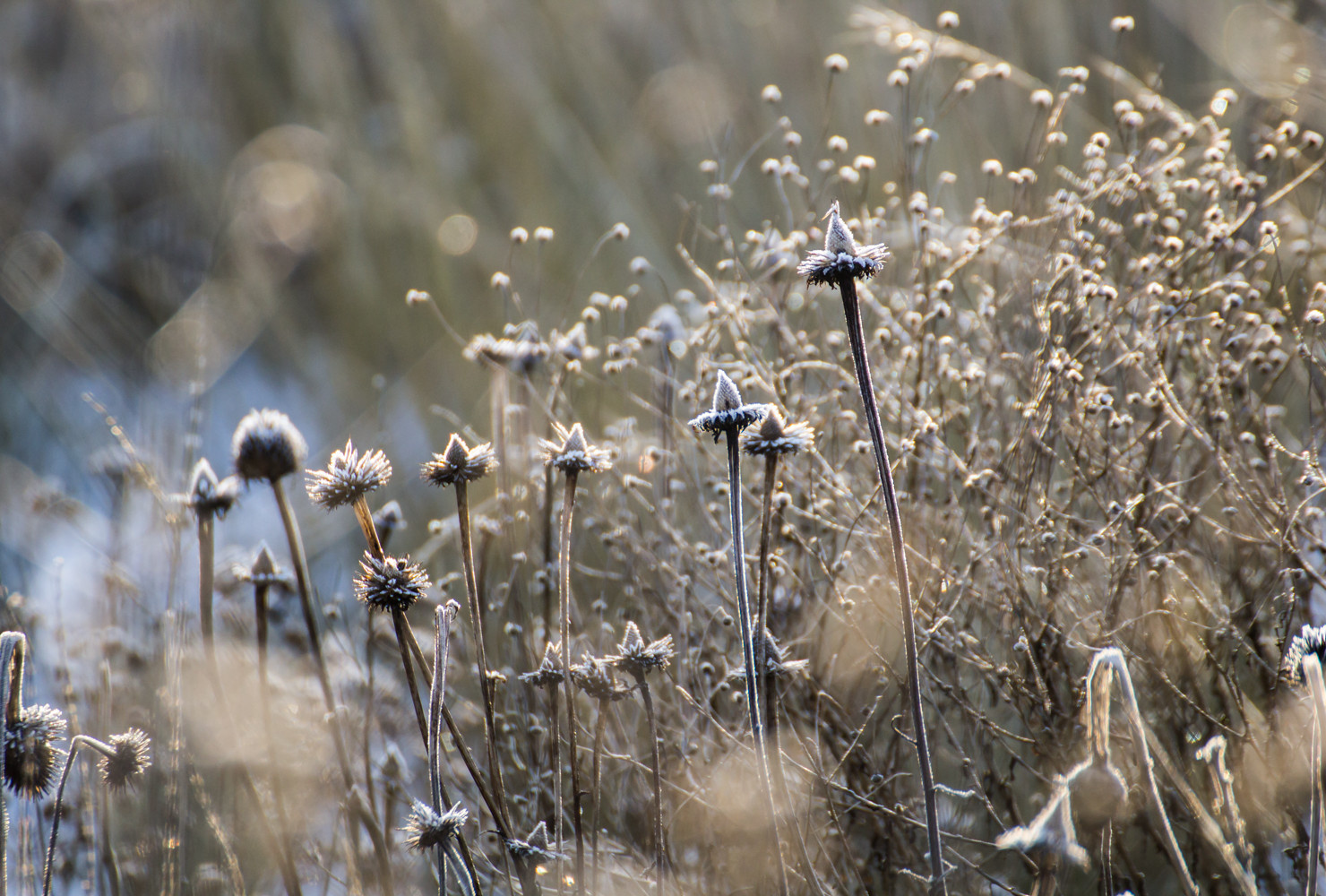 Houzz Нидерланды: Якобстуин — очаровательный сад Яапа де Вриса