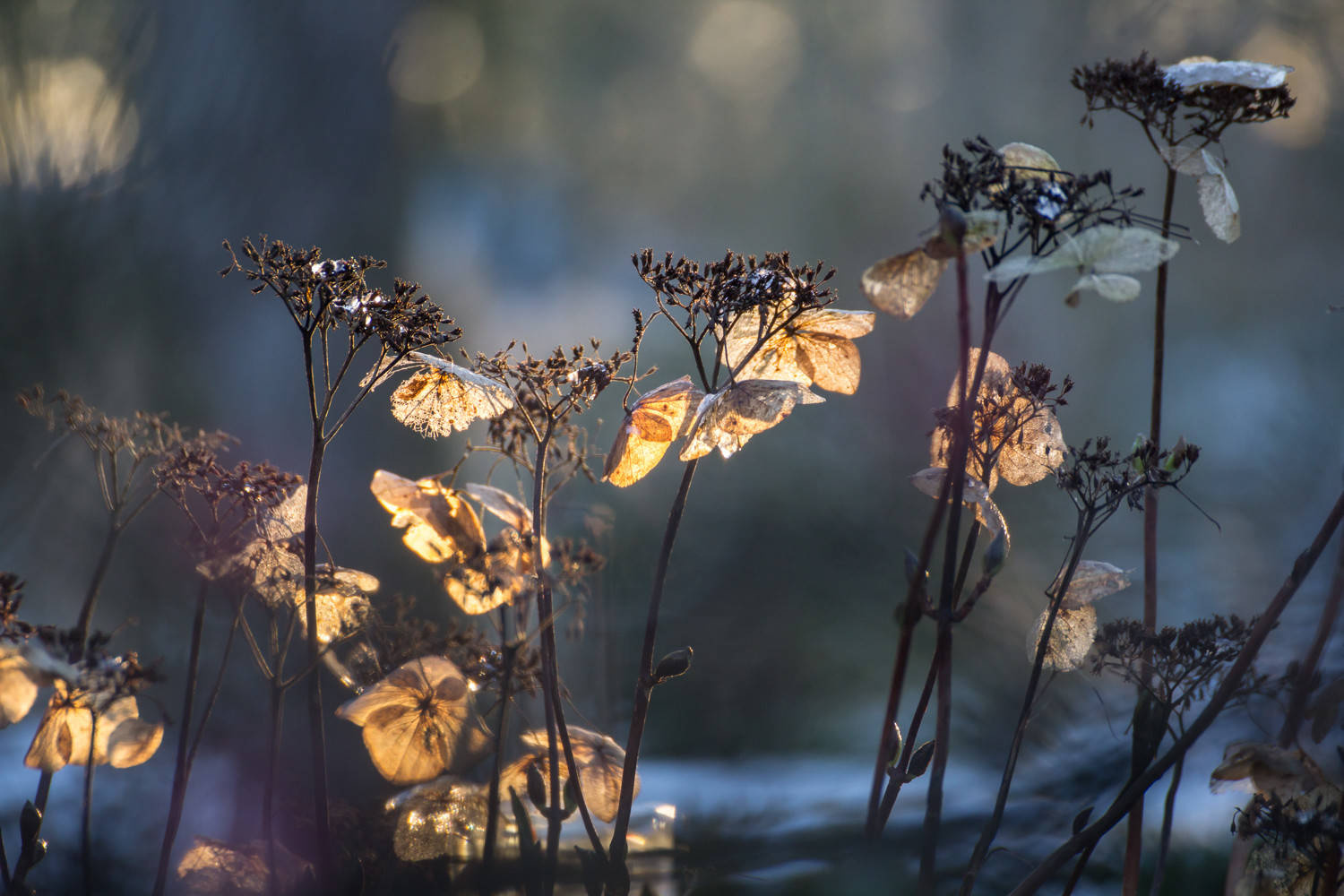 Houzz Нидерланды: Якобстуин — очаровательный сад Яапа де Вриса