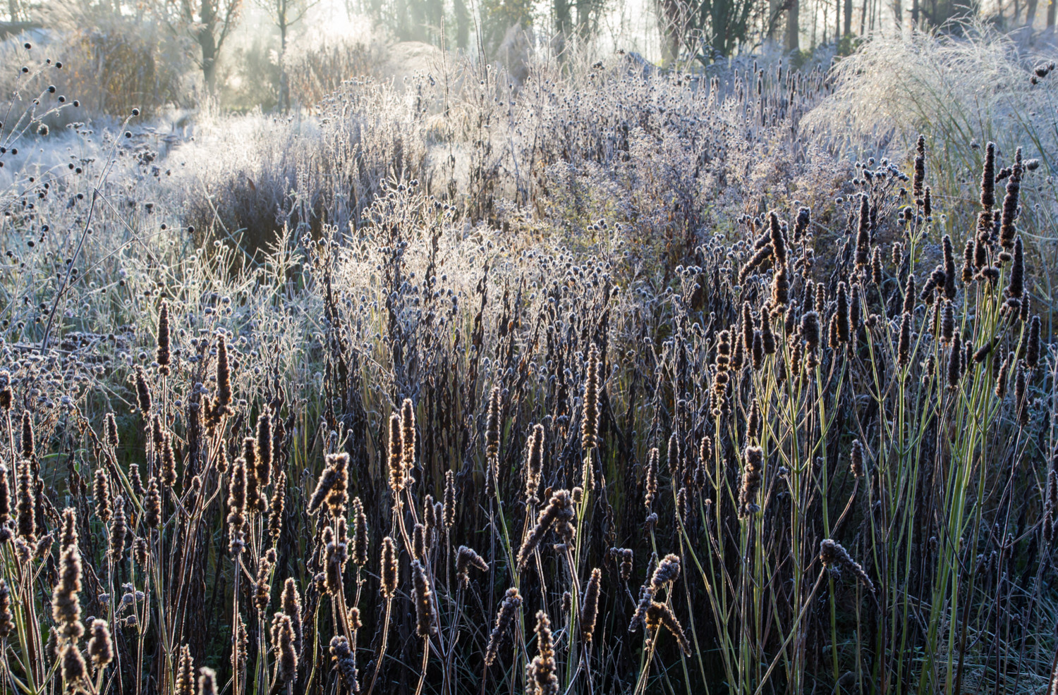Houzz Нидерланды: Якобстуин — очаровательный сад Яапа де Вриса