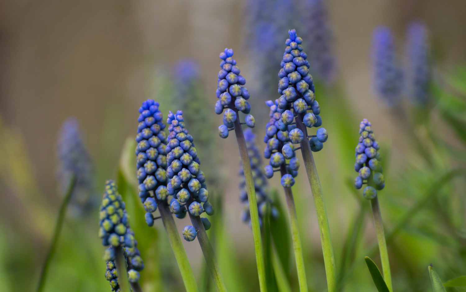 Houzz Нидерланды: Якобстуин — очаровательный сад Яапа де Вриса