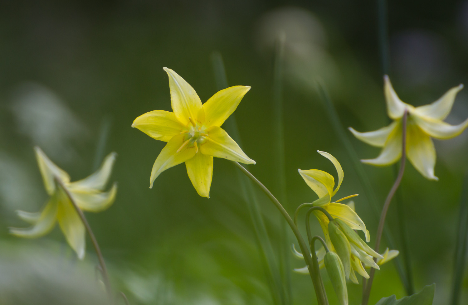 Houzz Нидерланды: Якобстуин — очаровательный сад Яапа де Вриса