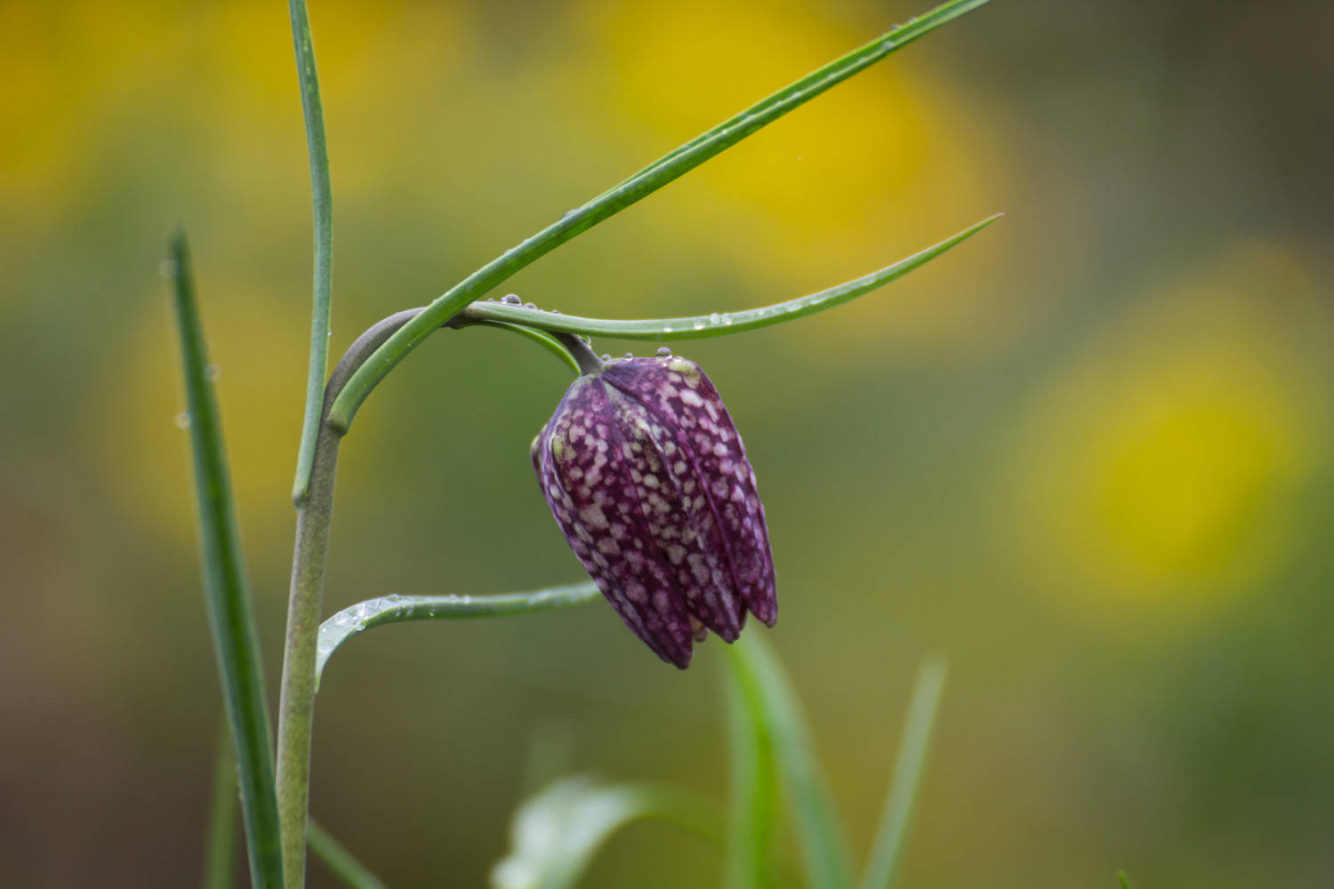 Houzz Нидерланды: Якобстуин — очаровательный сад Яапа де Вриса