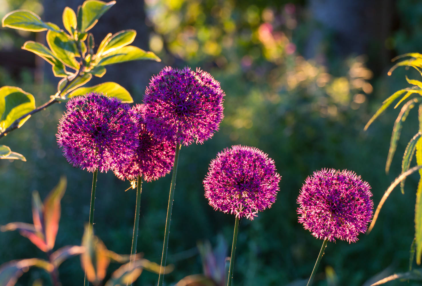 Houzz Нидерланды: Якобстуин — очаровательный сад Яапа де Вриса