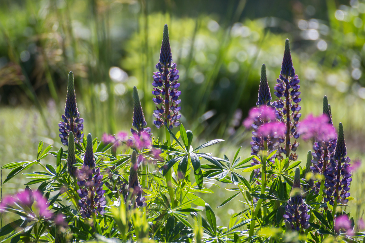 Houzz Нидерланды: Якобстуин — очаровательный сад Яапа де Вриса