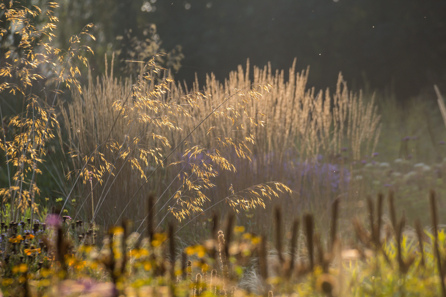 Houzz Нидерланды: Якобстуин — очаровательный сад Яапа де Вриса