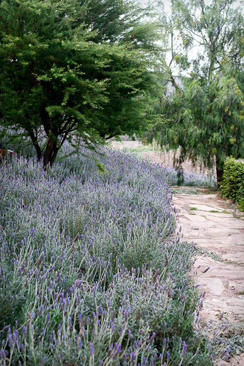 Садоводство, ставшее искусством, от импрессиониста Гюстава Кайботта