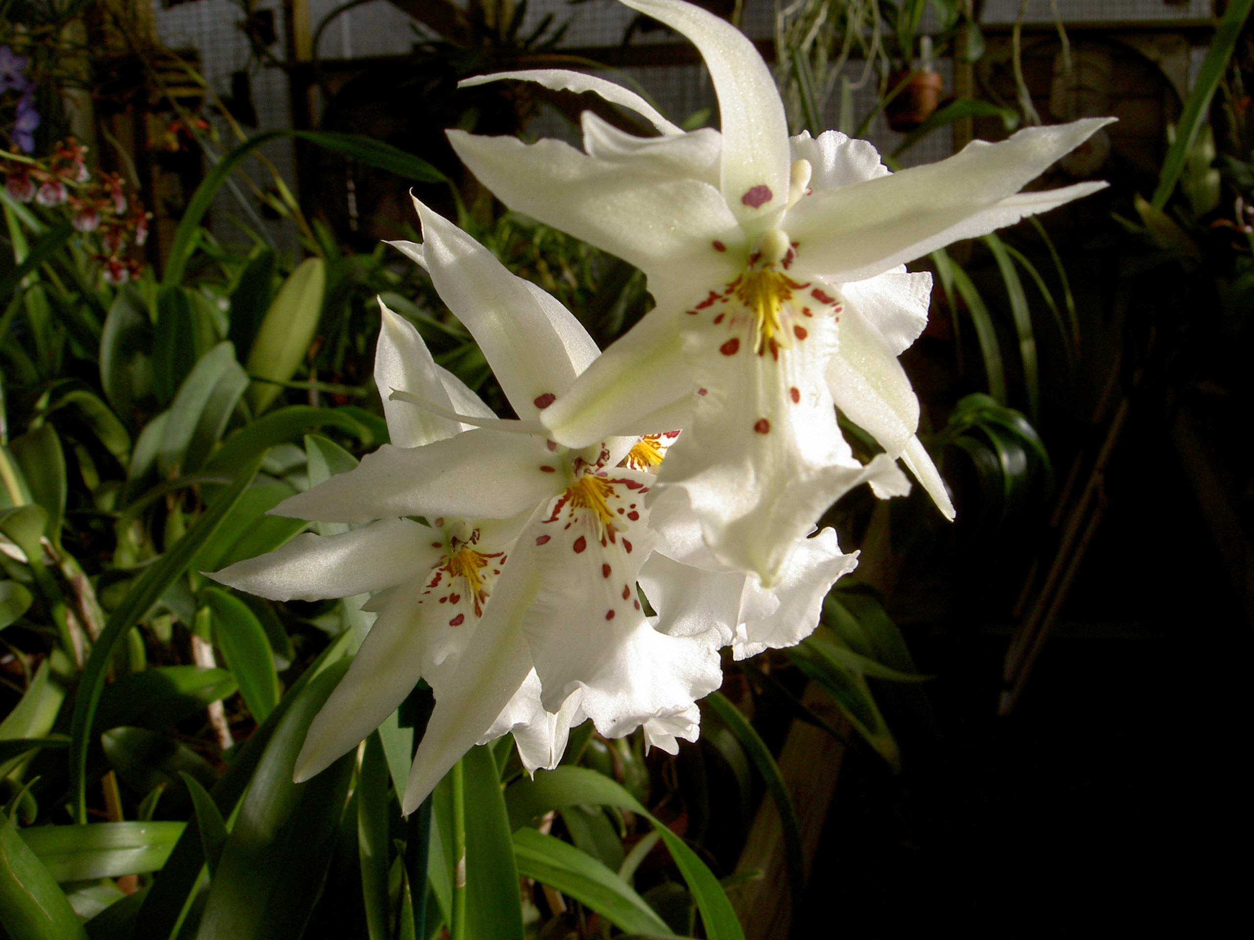 Садоводство, ставшее искусством, от импрессиониста Гюстава Кайботта