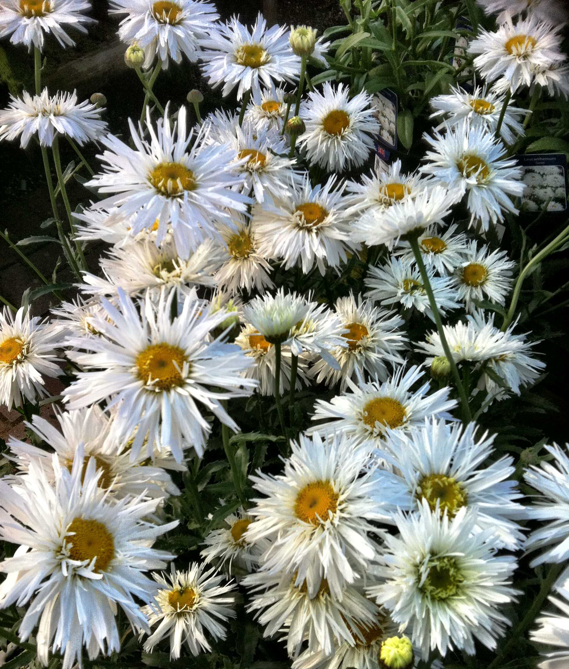 Садоводство, ставшее искусством, от импрессиониста Гюстава Кайботта