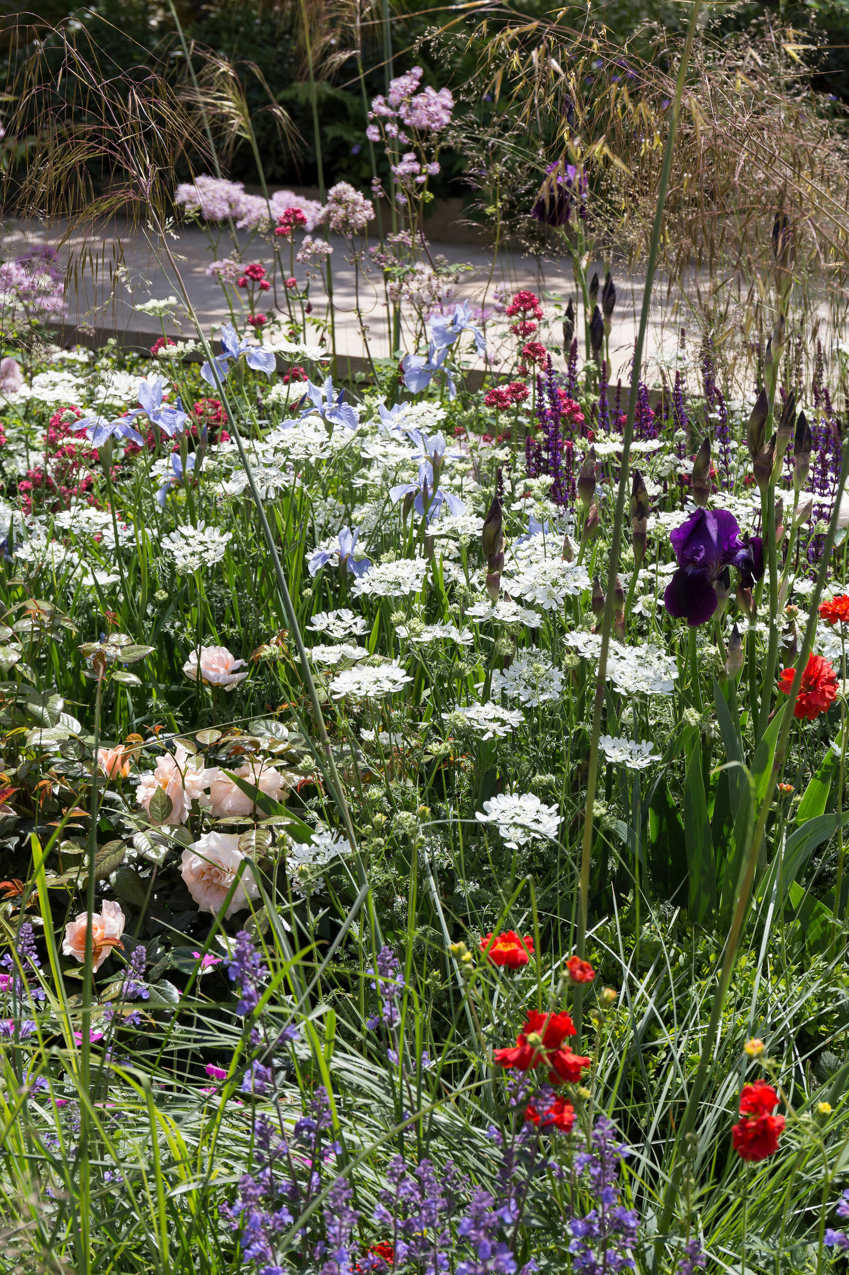 Уроки Chelsea Flower Show: Модные цветы 2016 года