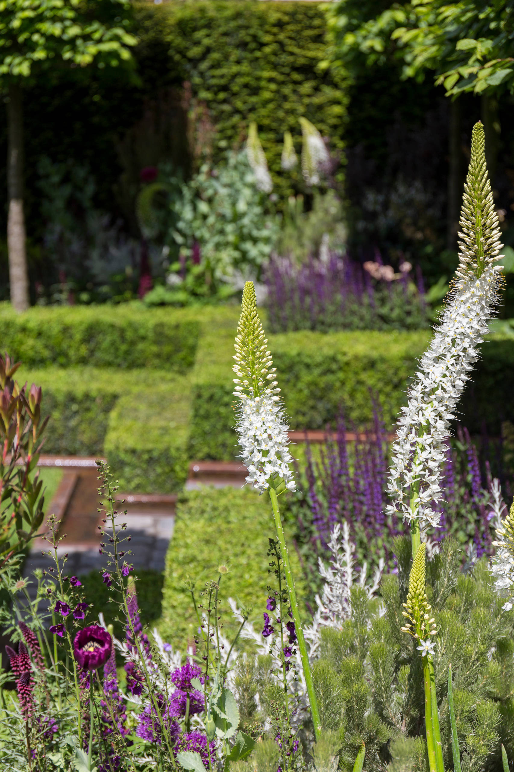 Уроки Chelsea Flower Show: Модные цветы 2016 года