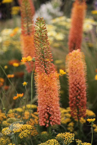 Уроки Chelsea Flower Show: Модные цветы 2016 года