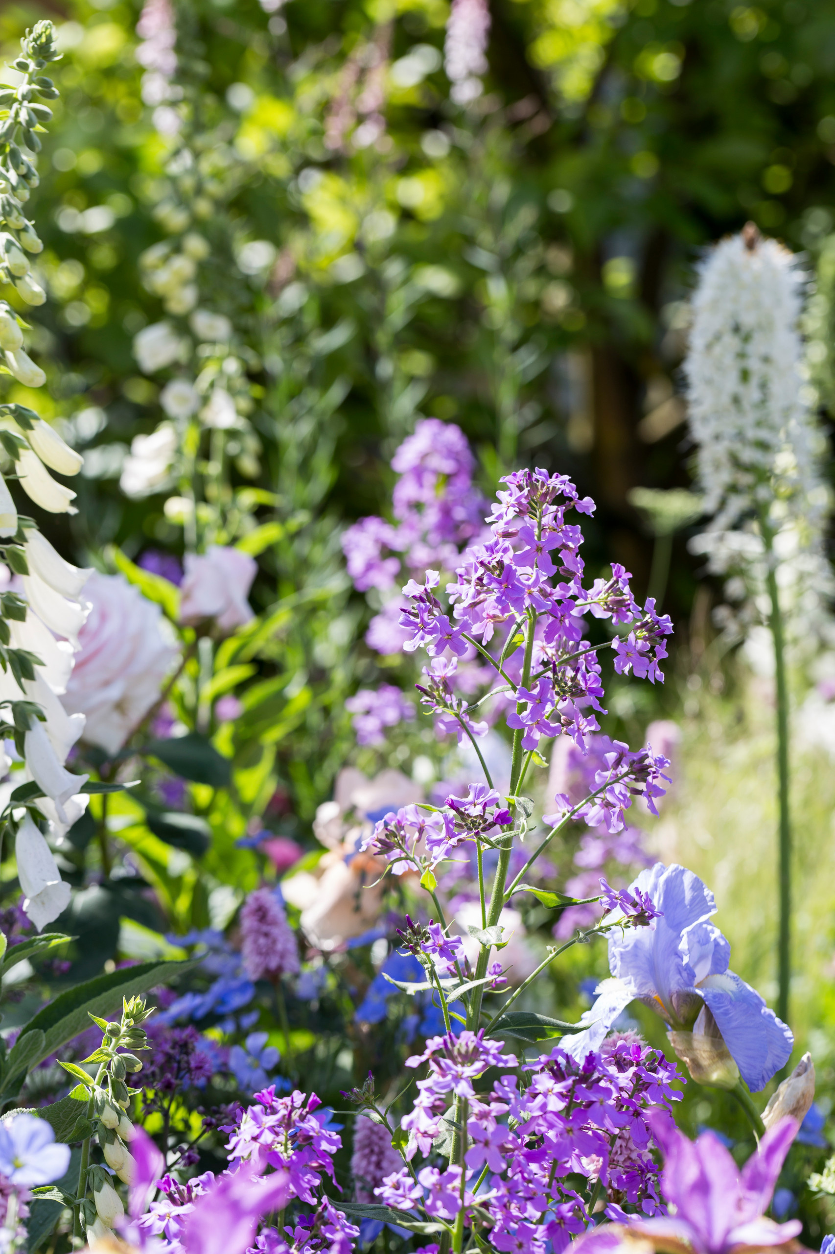 Уроки Chelsea Flower Show: Модные цветы 2016 года