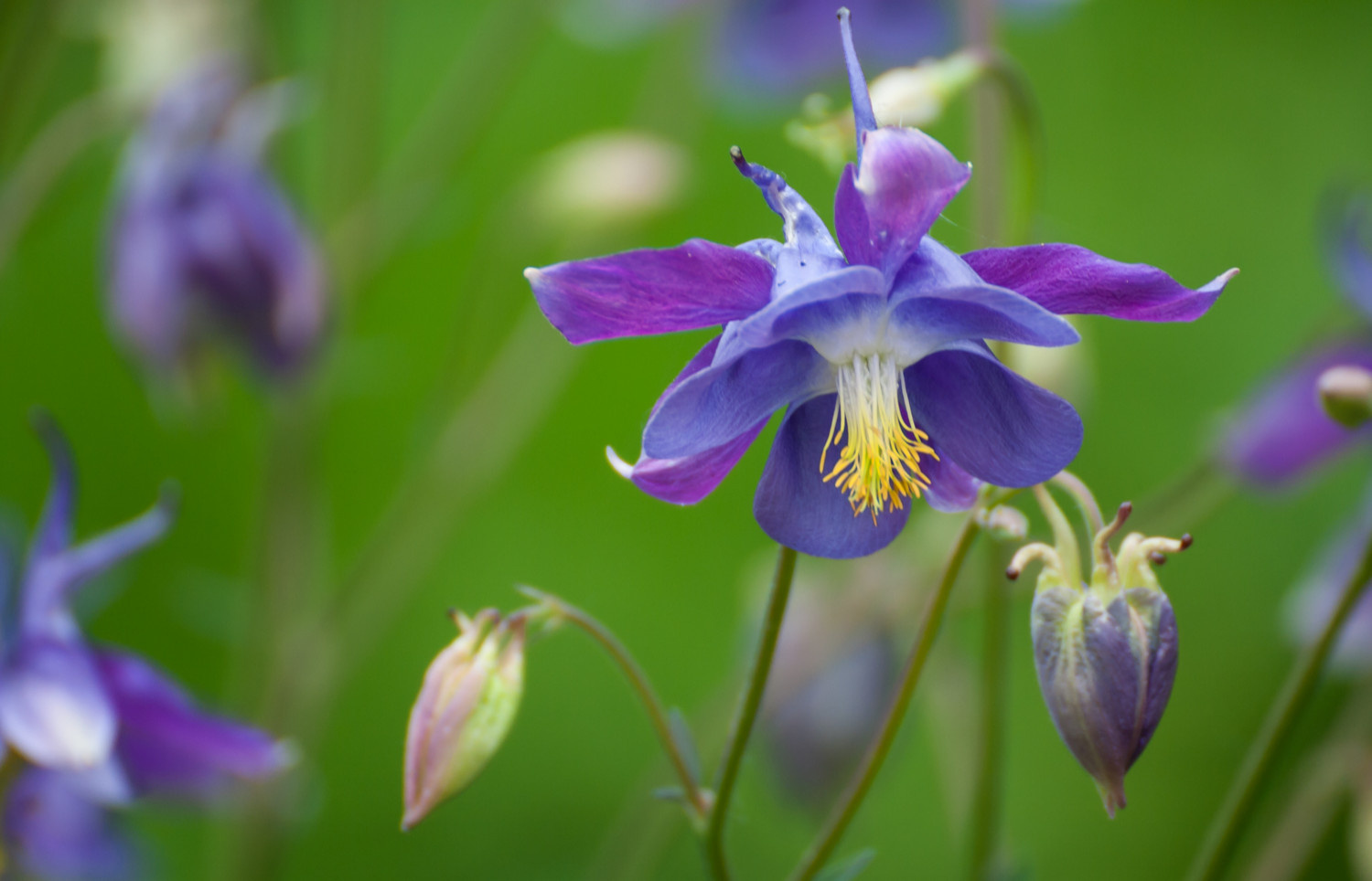 Уроки Chelsea Flower Show: Модные цветы 2016 года