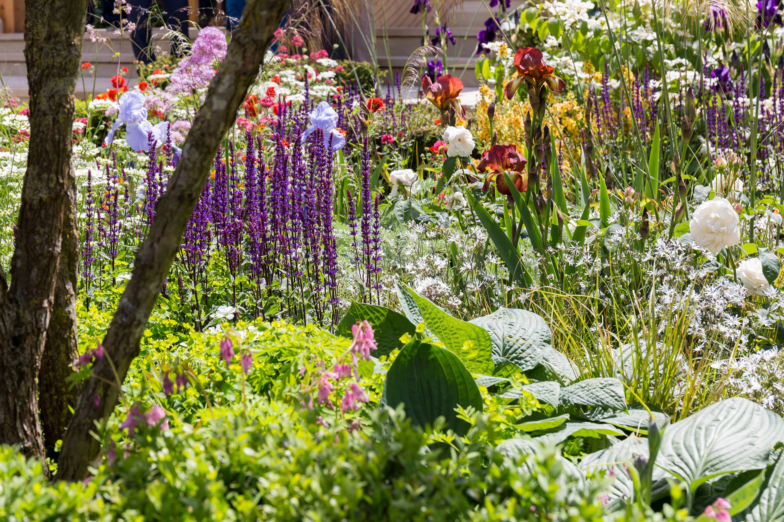 Уроки Chelsea Flower Show: Модные цветы 2016 года